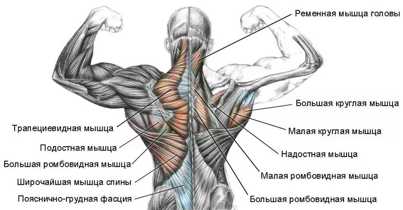мышцы спины