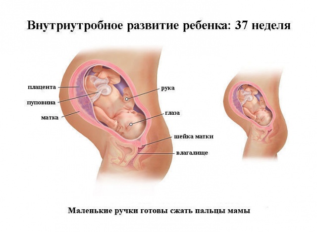 при беременности болит спина на 37 неделе беременности